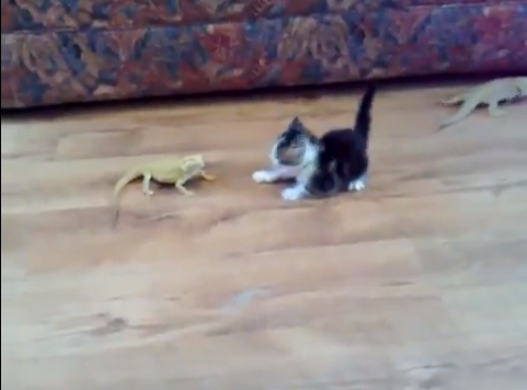 VideoExtra,  Sötchock, Ödla, Katt